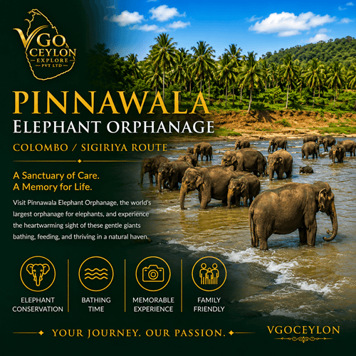 Pinnawala Elephant Orphanage, Sri Lanka